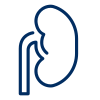 icons8 kidney 100